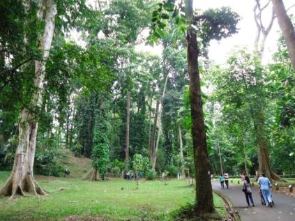 Bogor Botanical Gardens Kebun Raya001