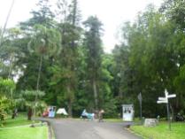 Bogor Botanical Gardens Kebun Raya22